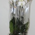 Фаленопсис Phal Grandiflora 2-Tak Фаленопсис Phal Grandiflora 2-Tak