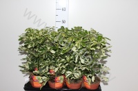 Шеффлера Schefflera Charlotte