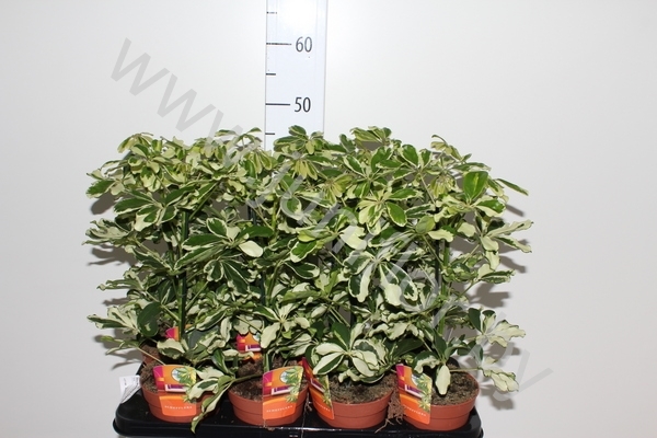 Шеффлера Schefflera Charlotte