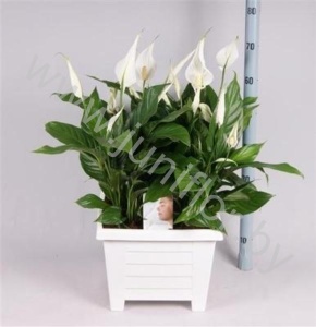 Спатифиллюм Spathiphyllum Sweet Silvio