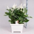 Спатифиллюм Spathiphyllum Sweet Silvio