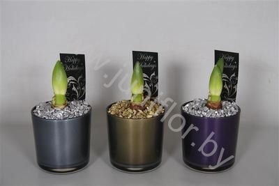 Амарилис Ama.Claudia Pearl Glass Kerst