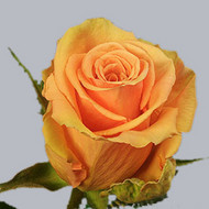 Cinnamon.jpg Роза Cinnamon