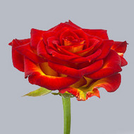 Роза Tropicana