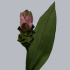Куркума Curcuma Rose