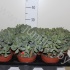 Крассула Undulata Крассула Undulata