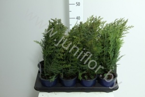 Кипарис Chamaecyparis Columnaris