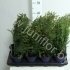Кипарис Chamaecyparis Columnaris Кипарис Chamaecyparis Columnaris
