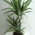 Драцена Dracaena Comp Kanzi Драцена Dracaena Comp Kanzi