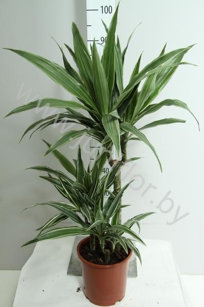 Драцена Dracaena Comp Kanzi