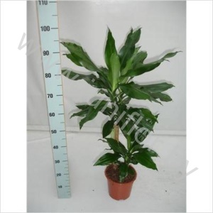 Драцена Dracaena Fr. Fr Steudneri 45-15