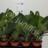 Фикус Ficus Audrey Фикус Ficus Audrey