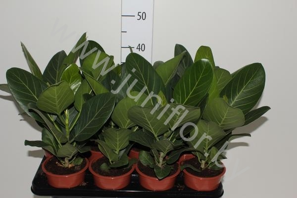 Фикус Ficus Audrey