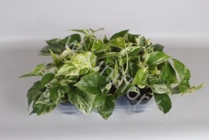 Эпипремнум Epipremnum Marble Queen