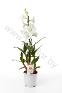 Дендробиум Dendrobium Coconut Dream