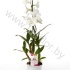 Дендробиум Dendrobium Coconut Dream Дендробиум Dendrobium Coconut Dream