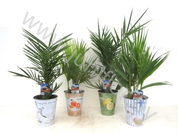 Пальмовый микс Palmen Mix In Zinken Decorpot