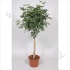 Шеффлера Schefflera Compacta Gevlochten Stam Шеффлера Schefflera Compacta Gevlochten Stam