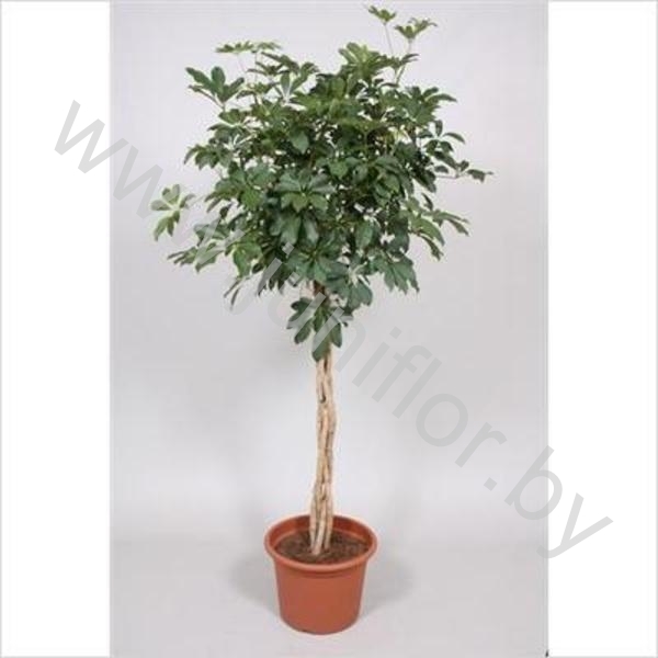 Шеффлера Schefflera Compacta Gevlochten Stam