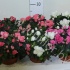 Рододендрон Rhododendron s Gemengd Stenen Pot Рододендрон Rhododendron s Gemengd Stenen Pot