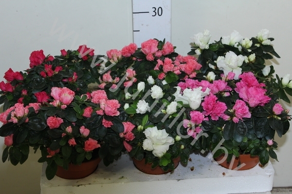 Рододендрон Rhododendron s Gemengd Stenen Pot Рододендрон Rhododendron s Gemengd Stenen Pot