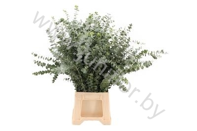 Эвкалипт Бэби Блю Gr Euc Baby Blue