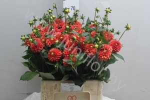 Георгин Dahlia Orange Fox