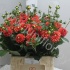 Георгин Dahlia Orange Fox