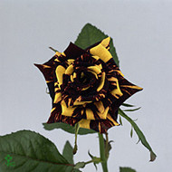 Роза Abrakadabra