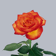 Роза Tucan