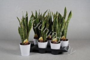 Сансевиерия Laurenti in Amy Wit