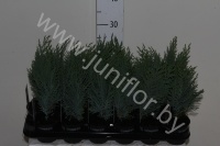 Кипарис Chamaecyparis Columnaris