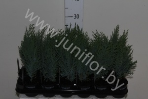 Кипарис Chamaecyparis Columnaris