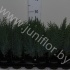 Кипарис Chamaecyparis Columnaris