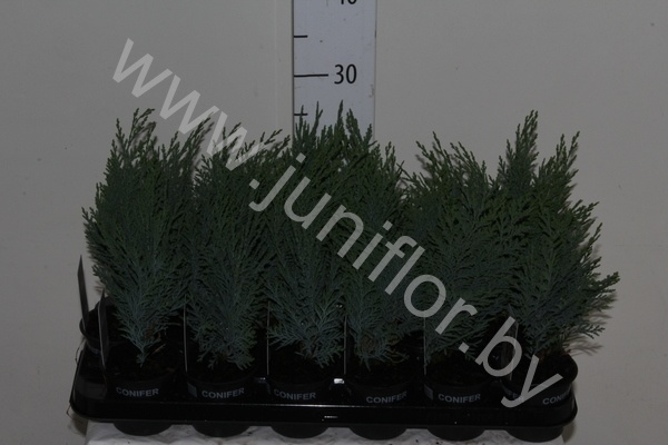 Кипарис Chamaecyparis Columnaris