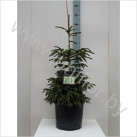 Ель Picea Aureospicata