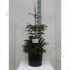 Ель Picea Aureospicata Ель Picea Aureospicata