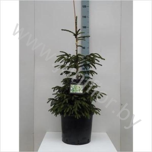 Ель Picea Aureospicata