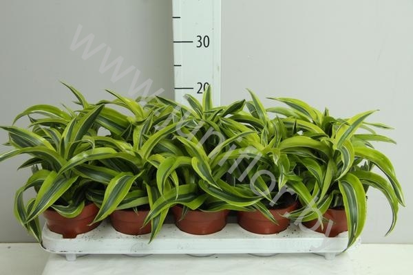 Драцена Dracaena Comp Lemon Surprise Kopste