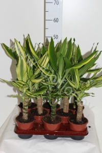 Драцена Dracaena Fr. Gemengd 3 Soorten