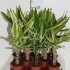 Драцена Dracaena Fr. Gemengd 3 Soorten