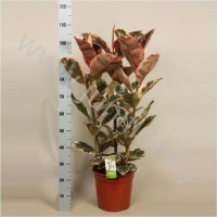 Фикус Ficus Belize