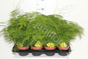 Аспарагус Asparagus Setaceus Plumosus