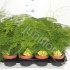 Аспарагус Asparagus Setaceus Plumosus