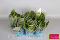 Эпипремнум Epipremnum Mix