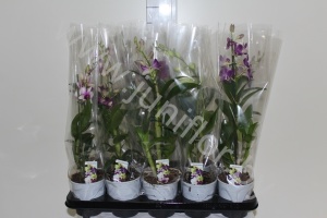 Дендробиум Dendrobium Mix