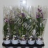 Дендробиум Dendrobium Mix Дендробиум Dendrobium Mix