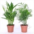 Пальмовый микс Palmen Mix(howea,chamaedorea,c Пальмовый микс Palmen Mix(howea,chamaedorea,c