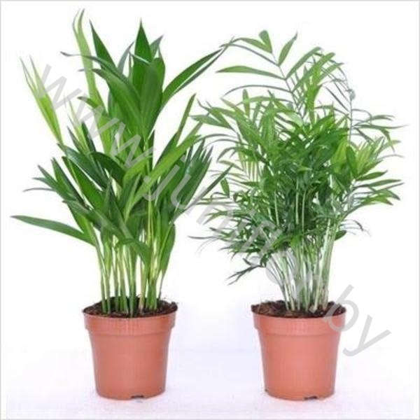 Пальмовый микс Palmen Mix(howea,chamaedorea,c