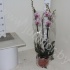 Фаленопсис Phal Harlekijn 3-tak Фаленопсис Phal Harlekijn 3-tak